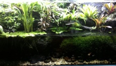 Paludarium 300L