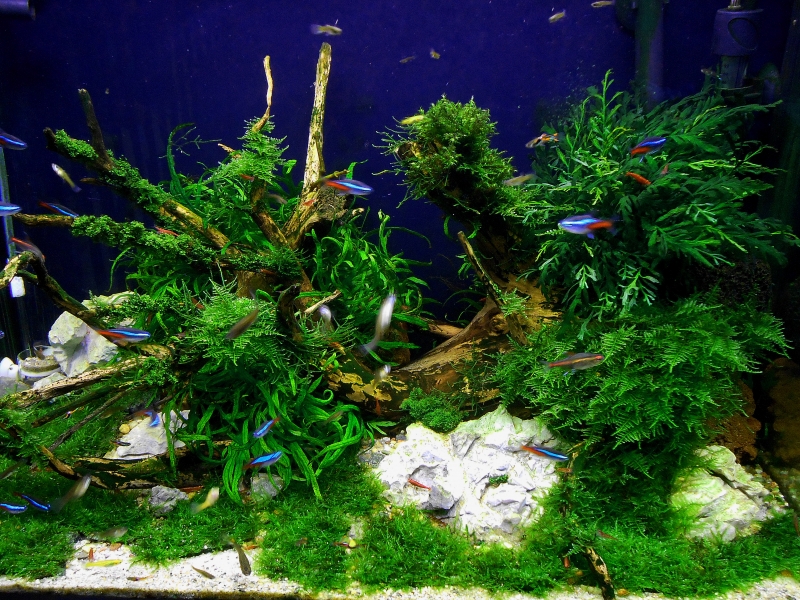 DSCN1657.JPG