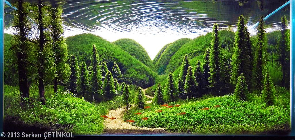 nature-aquarium HT.jpg