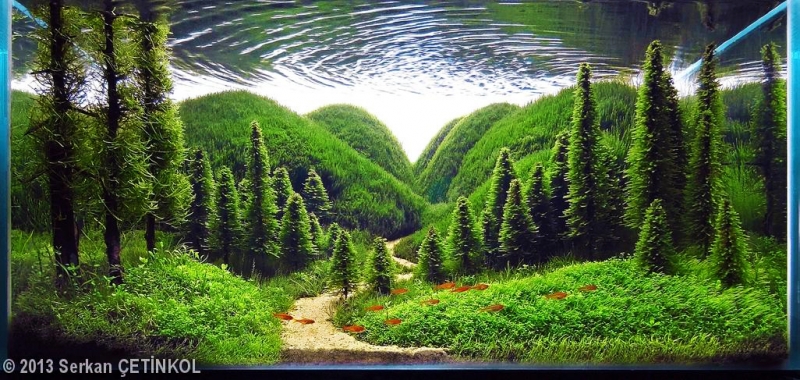 nature-aquarium HT.jpg