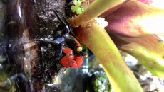 Paludarium 300L