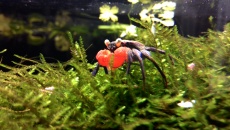 Paludarium 300L