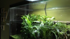 Paludarium 300L