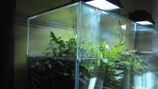 Paludarium 300L