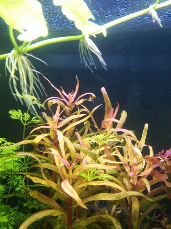 Ammania gracilis.jpg