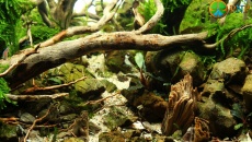 49L "Dry Forest" - EAPLC nano  - 4 miejsce