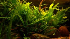 160l - neonowo - xiao lohan