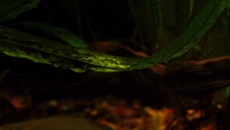 160l - neonowo - xiao lohan