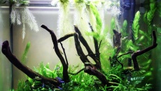 90l - BN - LowTech - GFR