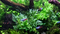 90l - BN - LowTech - GFR