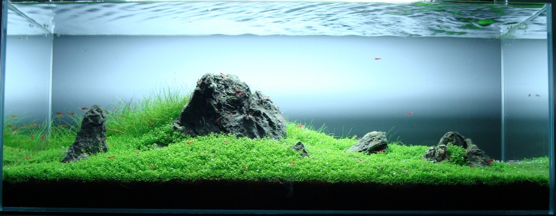 Aquarium.JPG