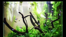 90l - BN - LowTech - GFR