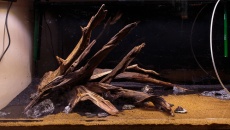 390l (130x50x60) - sosna bagienna na CALu.