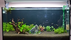 Akwarium 200l. Pomocy!