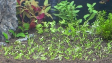 Akwarium 200l. Pomocy!