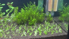 Akwarium 200l. Pomocy!
