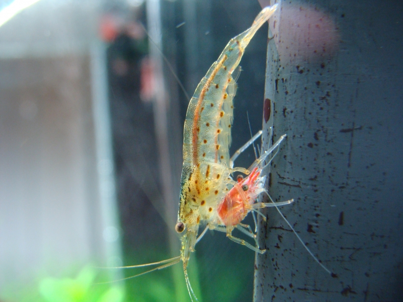 Amano.JPG