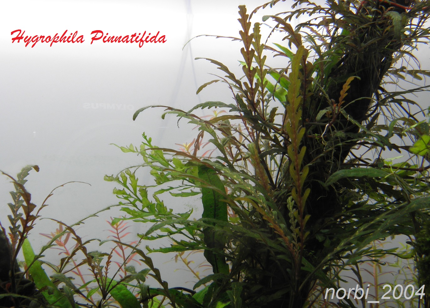 Hygrophila.jpg