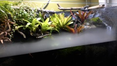 Paludarium 300L