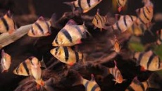 Puntius tetrazona- Brzanka sumatrzańska