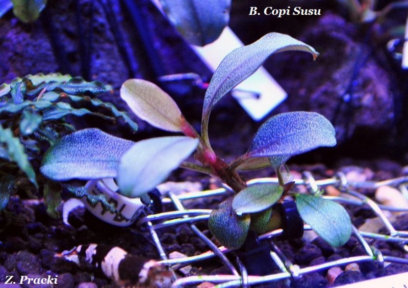 Copi susu.JPG