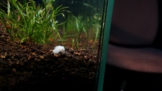 Dziwne białe żyjątko w krewetkarium