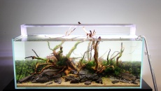 180l - DarkSoil Ferka - Akwarium roślinne - Piotrek Dymowski