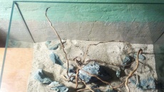 Hardscape 25l - Wybrzeże