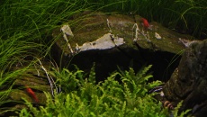 052l - Dwa Światy – fleelf