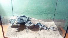 Hardscape 25l - Wybrzeże