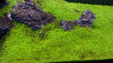 Hemianthus callitrichoides