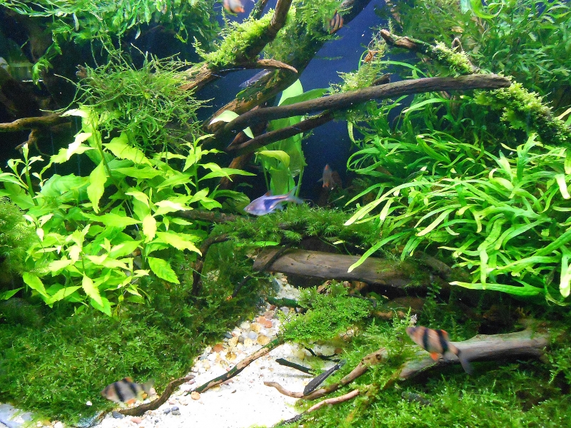 DSCN1970.JPG