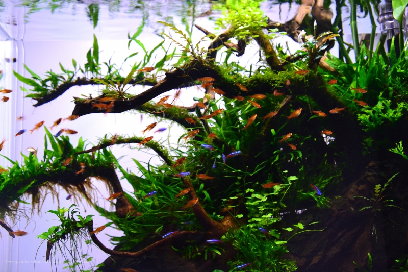 DSC_8288.JPG