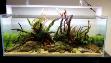 180l - DarkSoil Ferka - Akwarium roślinne - Piotrek Dymowski