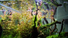 180l - DarkSoil Ferka - Akwarium roślinne - Piotrek Dymowski