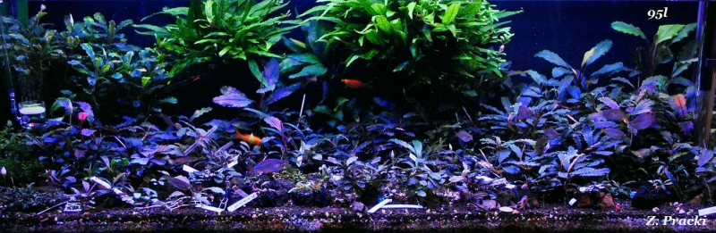 95l (1).JPG