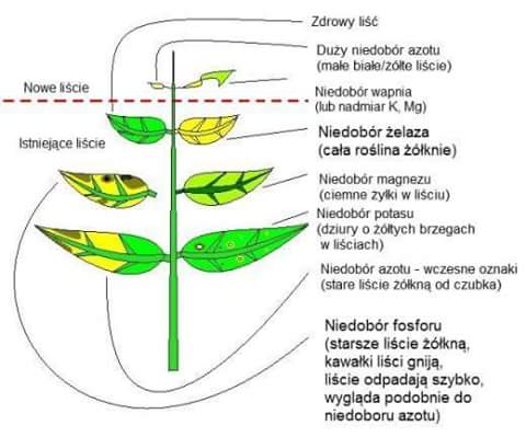 niedobory roślin.jpg