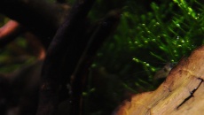 052l - Dwa Światy – fleelf