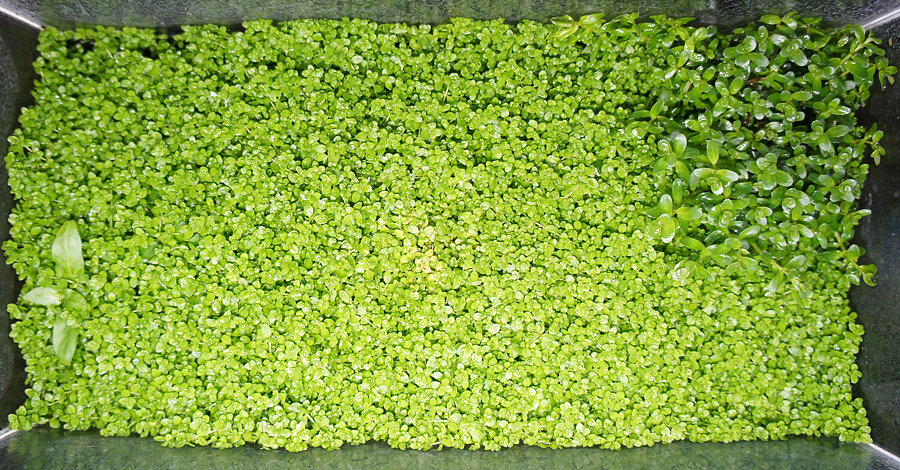 Heniek-rotala-green-i-staurogyne-repens.jpg