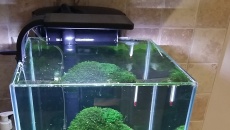 030l - Krewetkarium - Mic321