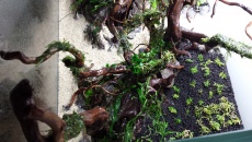 250l - Stones and roots - ynfqaab