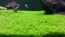 Hemianthus callitrichoides