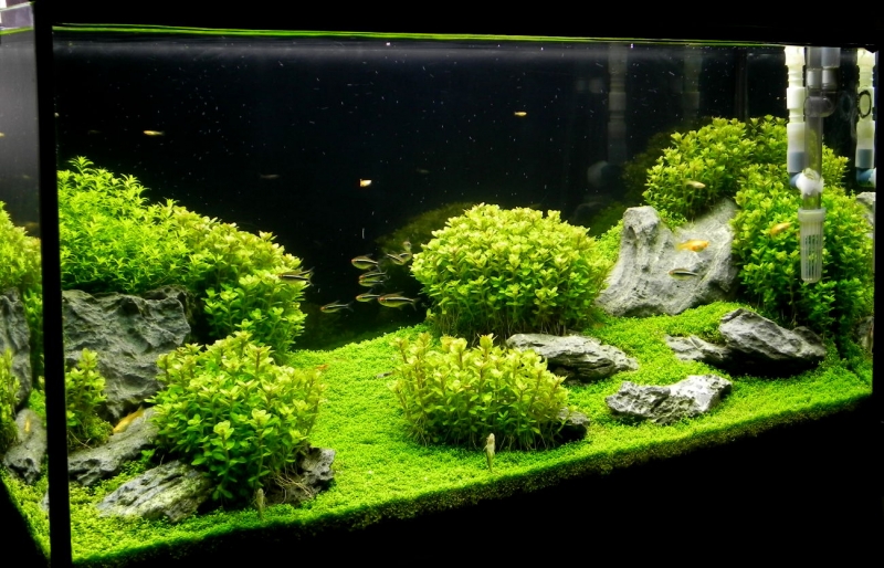 DSCN7172.jpg