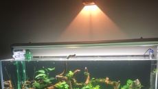 Akwarium pod frywolną damą