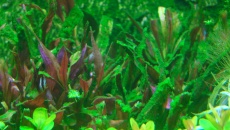 Nawozy  Tropica  i  glony