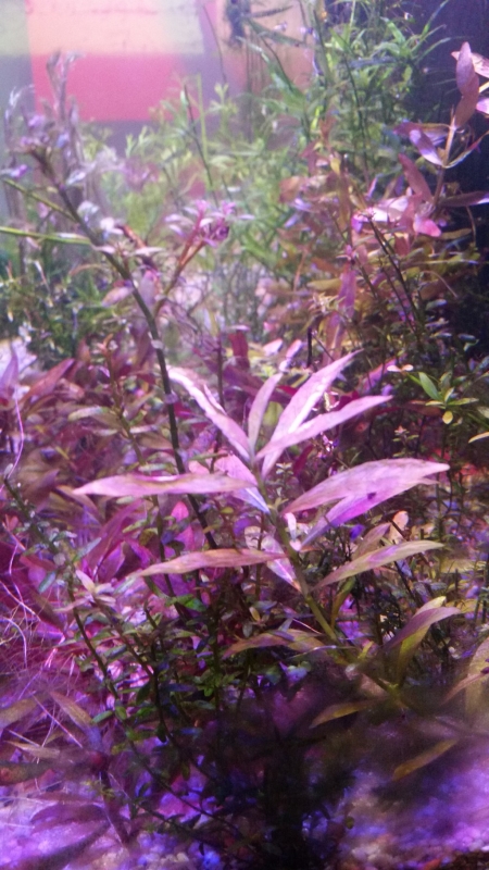 Hygrophila polysperma1.jpg