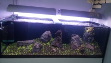 Pierwsze Iwagumi i 375L