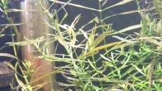Ludwigia arcuata -problem