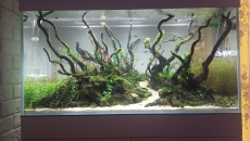 250l - Stones and roots - ynfqaab