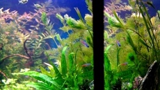 102l -  Fishtank_2 - S.S.
